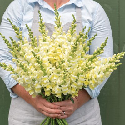 Snapdragon Orleans Early Lemon yellow from Johnny Seed. Light buttery yellow color, spike flower.