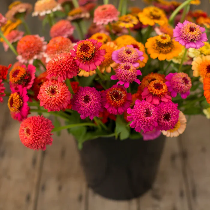 Zinnia candy mix. Pic from Floret Flowers. Double, cupcake looking zinnia in a fun set of candy colors. Deep jewel tones, like purple, pink, yellow shades in a cut flower bucket.