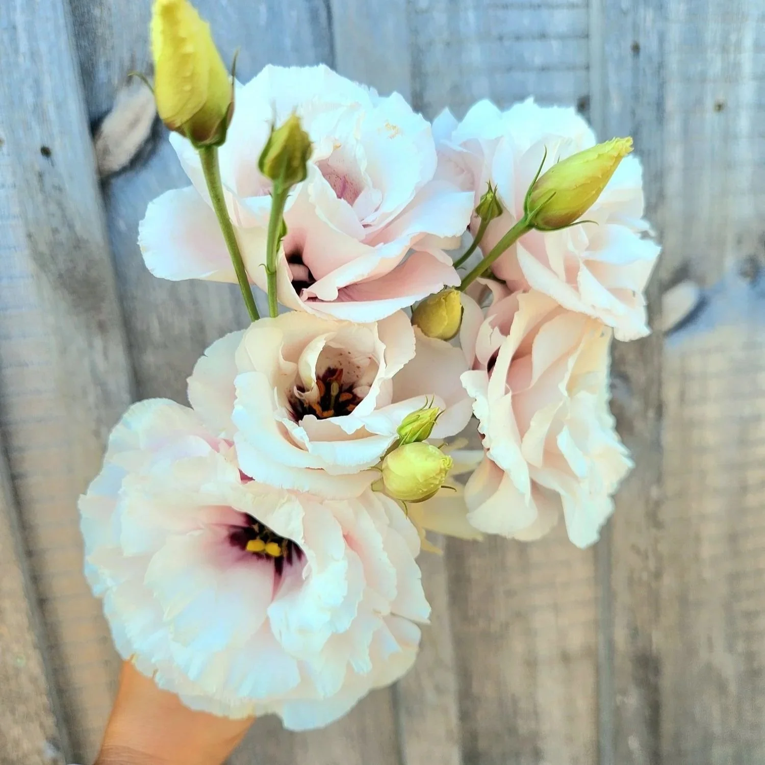 Lisianthus Pink - double ruffly flower in a beautiful shade of light pink.