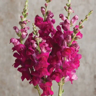 Snapdragon Potomac Royal from Johnny Seed. Royal purple color. Deep with a red /pink like color. Tall spike flower.