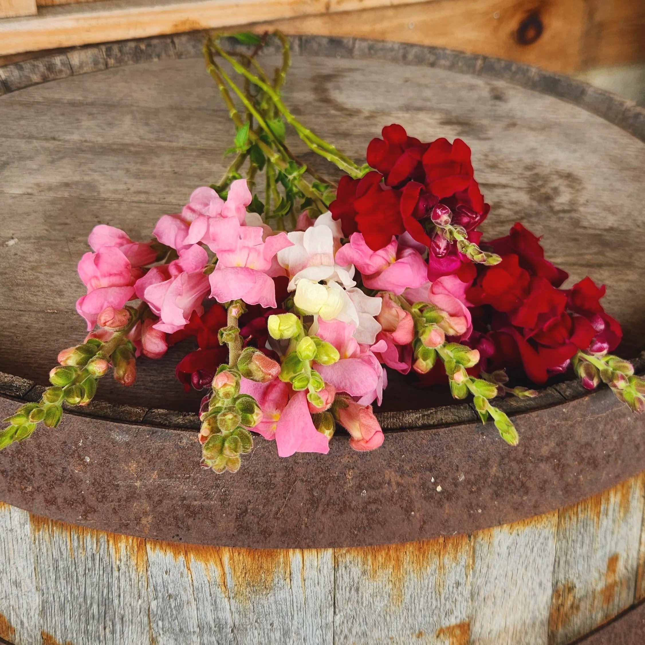 Snapdragons Summer Berry Tart Mix