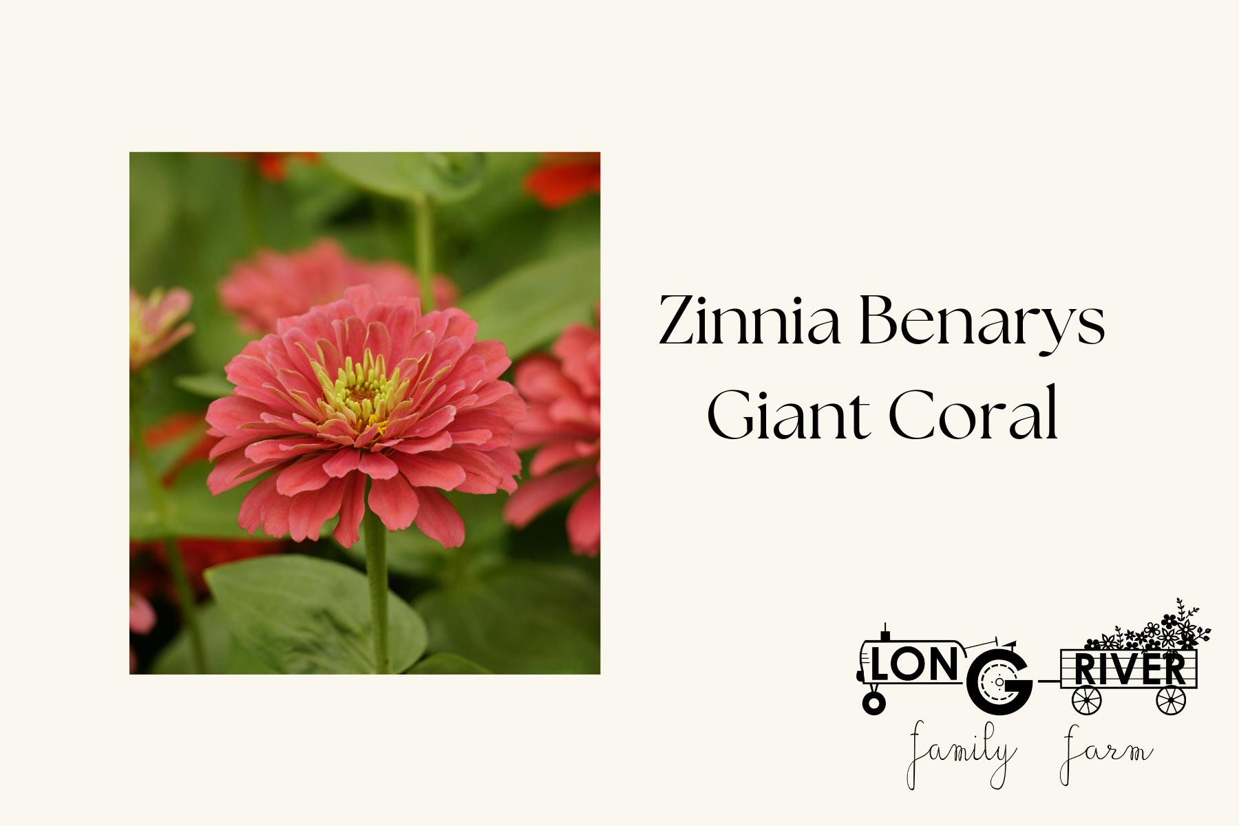 Zinnia Benarys Giant Coral.png