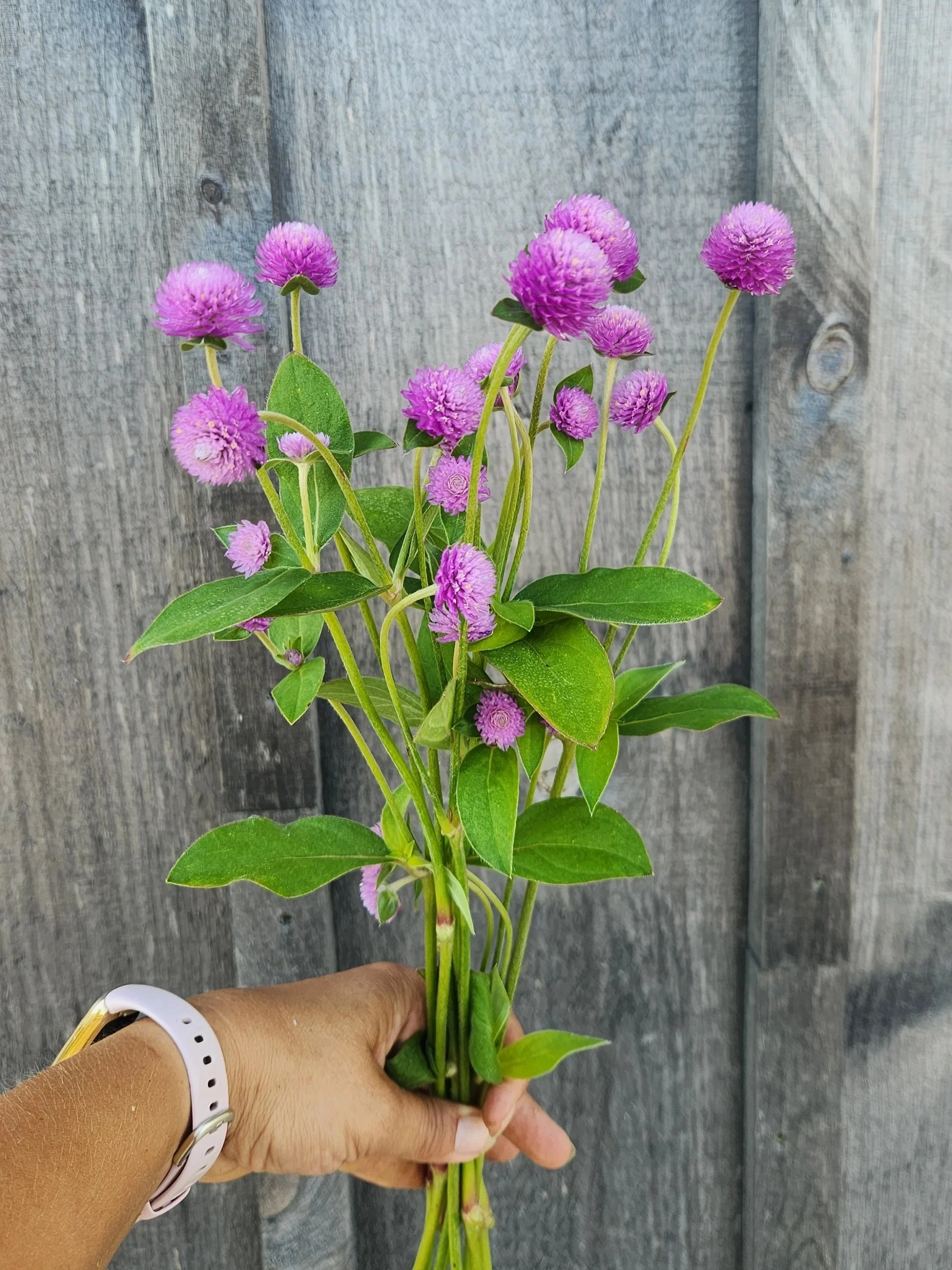 Gomphrena Audrey Pink - Pink ball flowers with a really light touch of lighter pink on the tips.