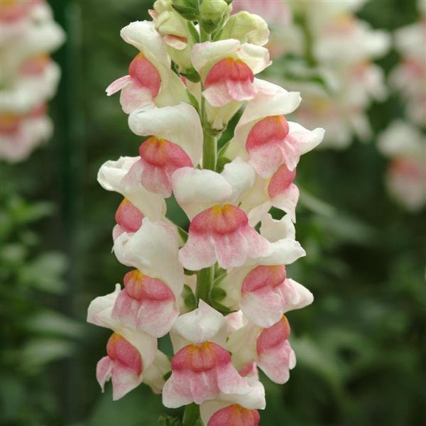 Snapdragon potomac appleblossom pic from Johnny Seed. White snapdragon with beautiful pink accent, resembling an appleblossom. Flowers are on a tall spike