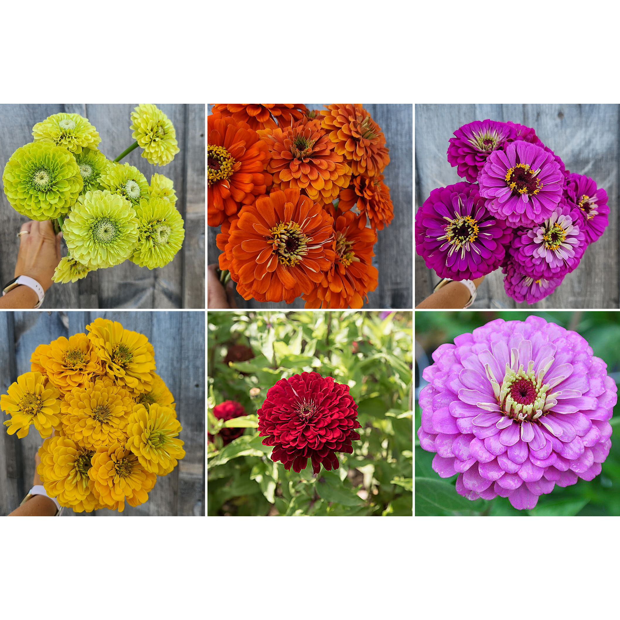 Zinnia "Fruity Beauty Mix " 6 pack