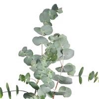 Baby Blue Eucalyptus.jpg