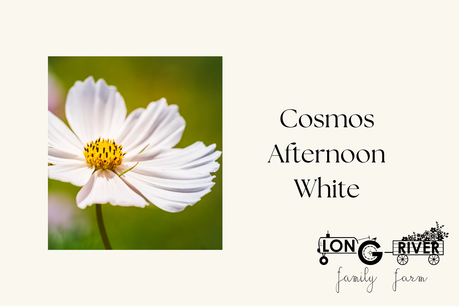Cosmos Afternoon White.png
