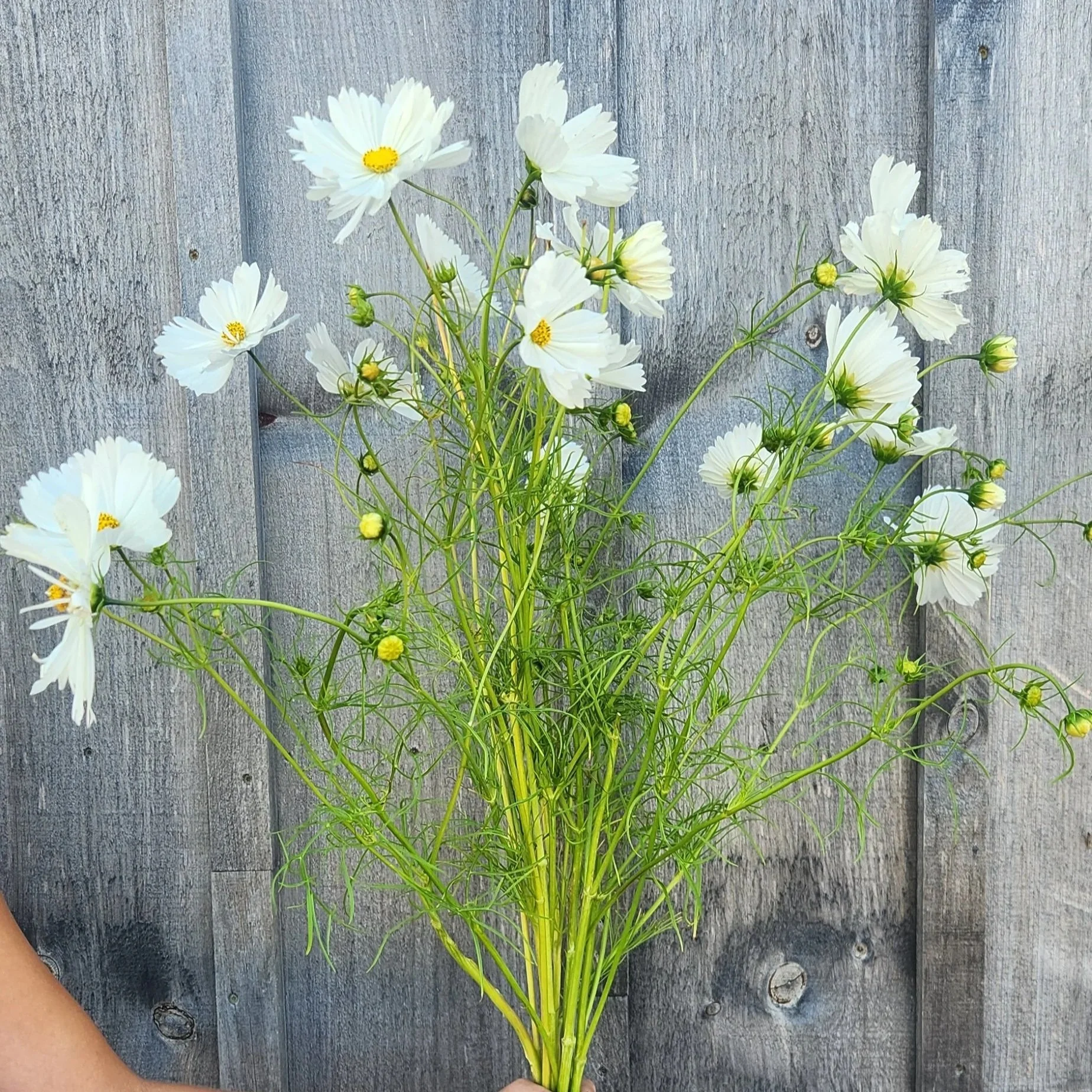 Cosmos Afternoon white - white fluttery flowers