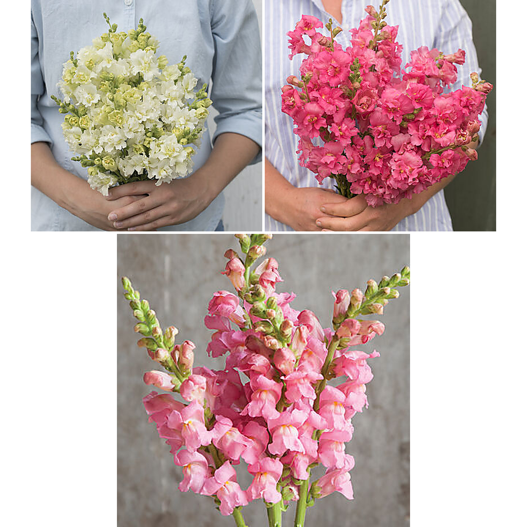 Snapdragons "Strawberry Cream Mix" 6 pack