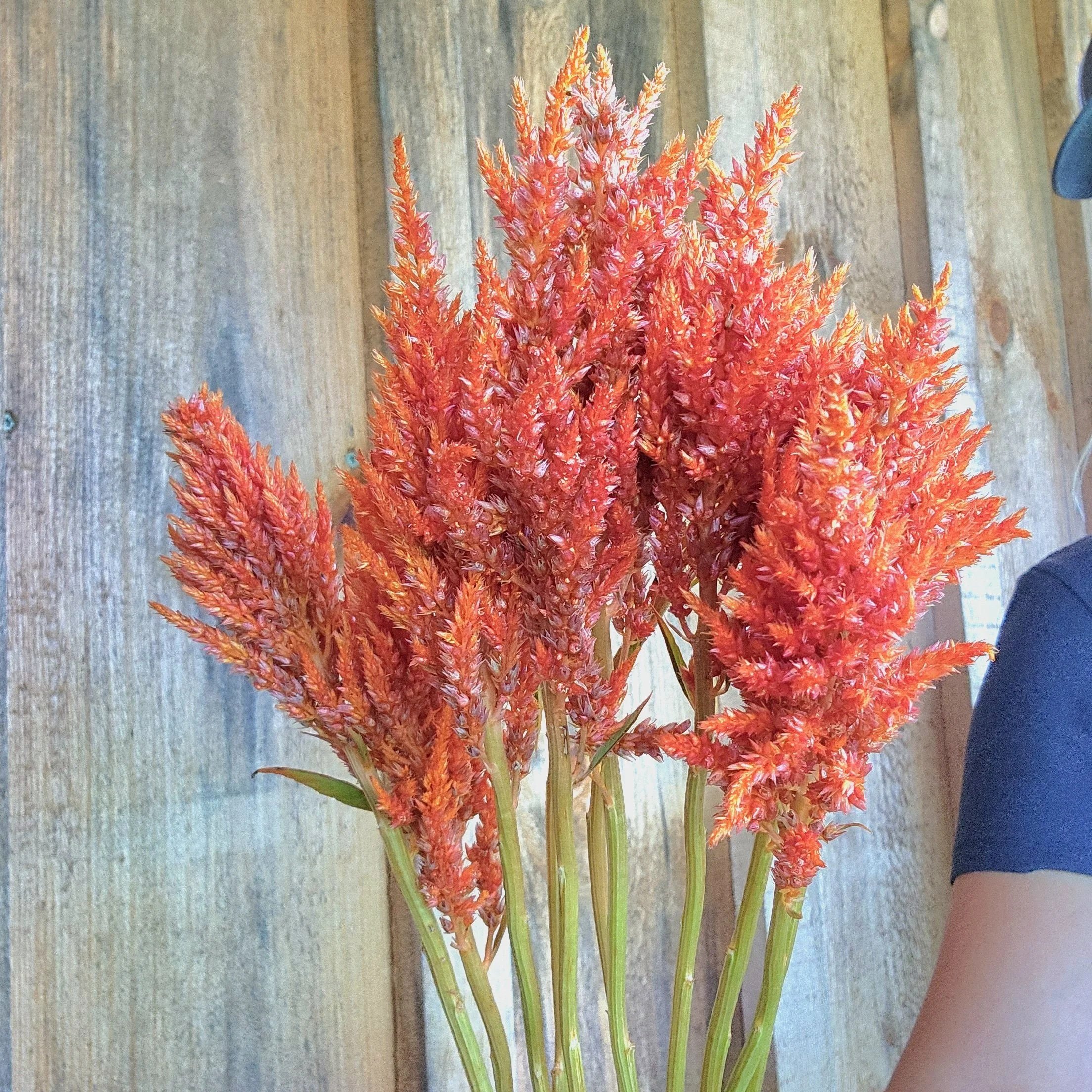 Celosia Sunday Orange - beautiful orange plume