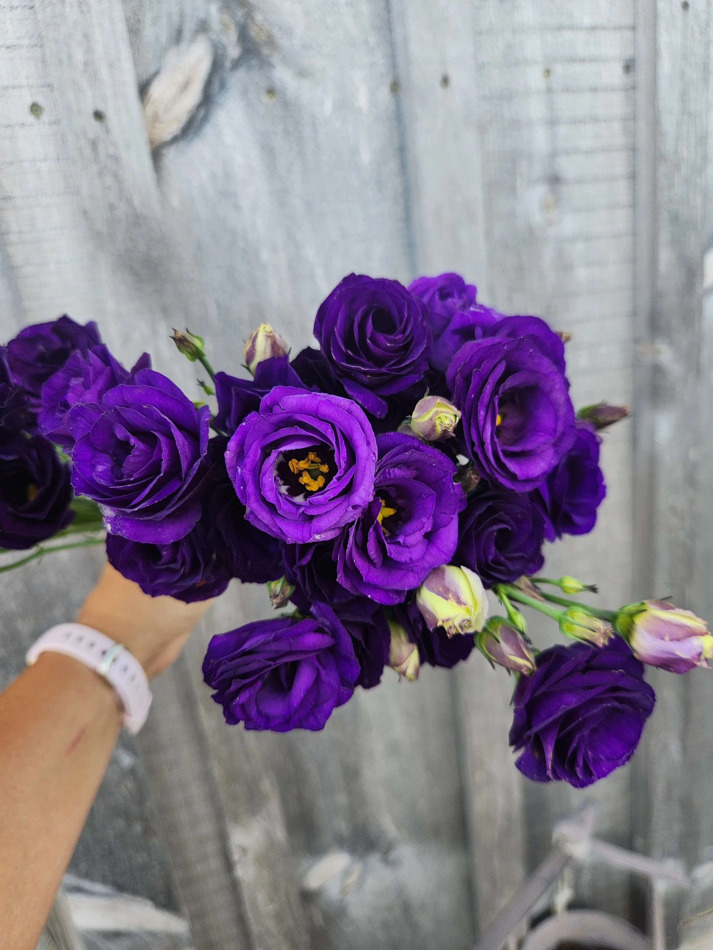 Lisianthus Blue - deep, dark purple cut flower with lots of ruffles, resembles a rose.