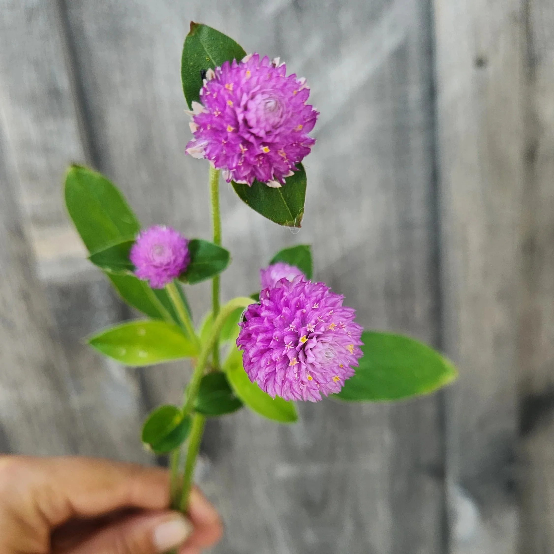 Gomphrena Audrey Pink - Pink ball flowers with a really light touch of lighter pink on the tips.