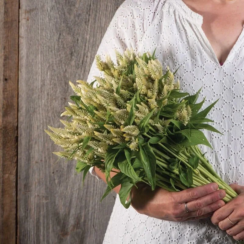 Celosia Celway White - beautiful white colored plumes