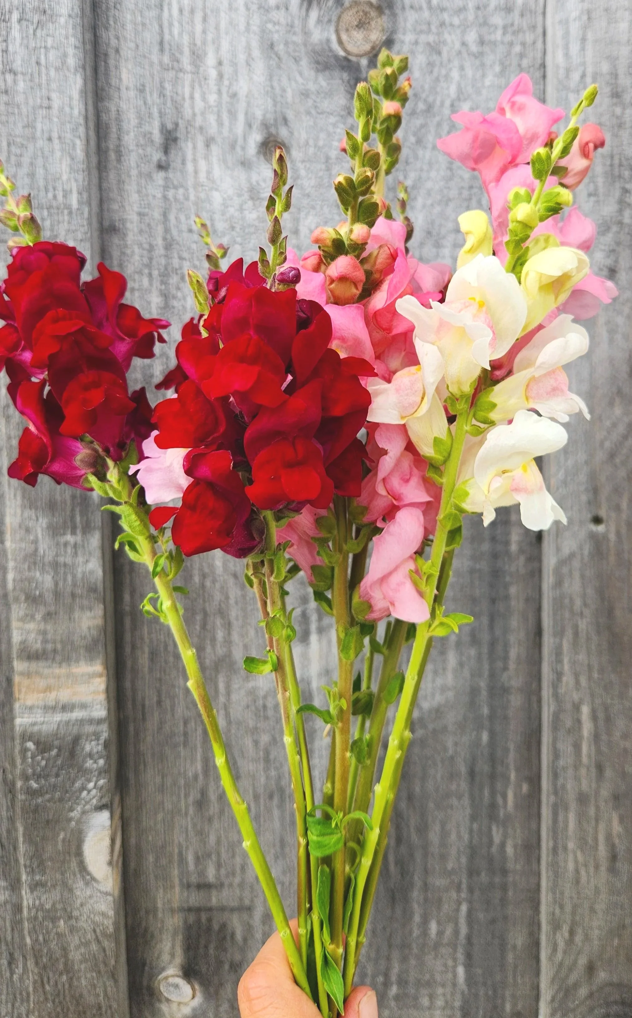 Snapdragons "Potomac Berry Blend" 6 pack