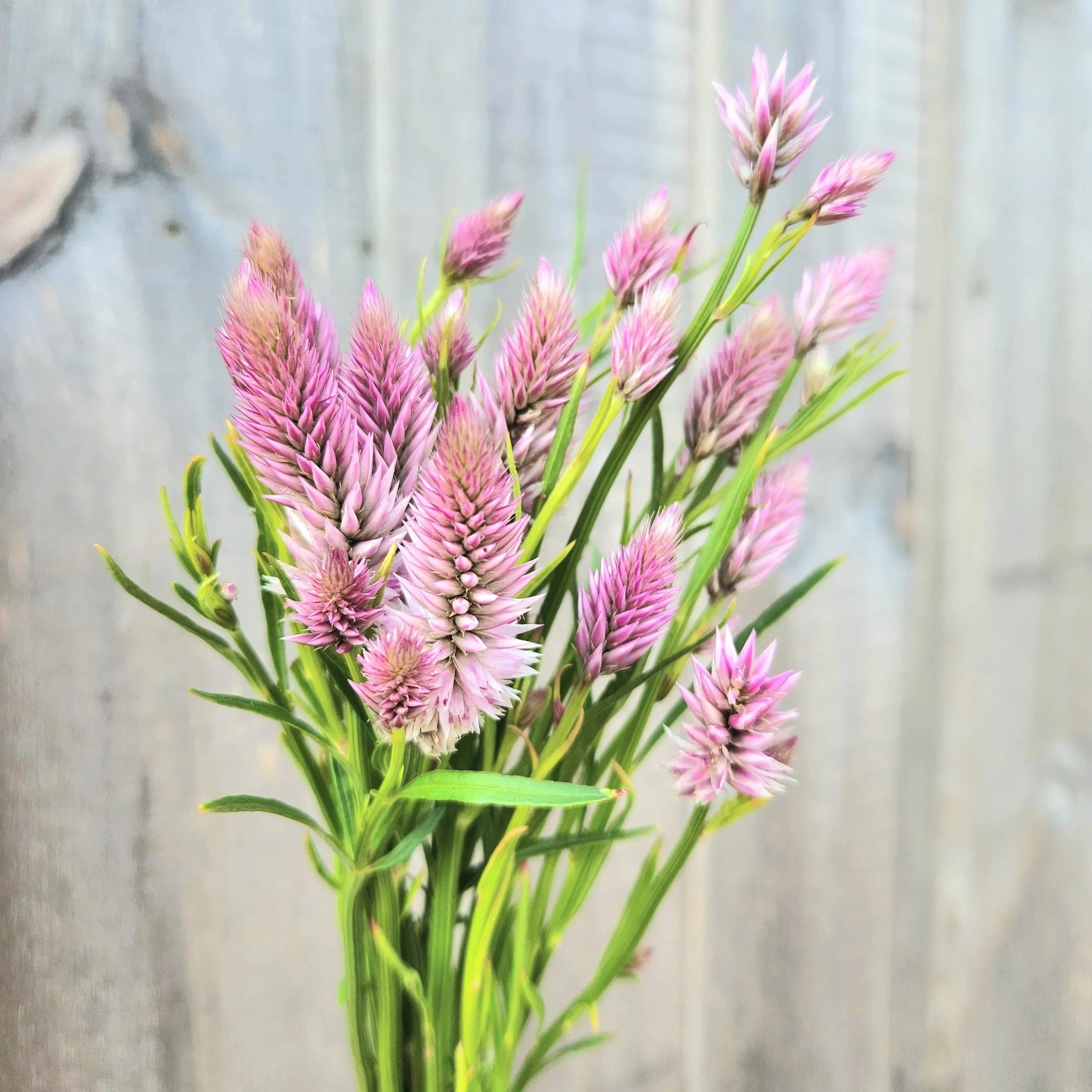 Celosia Flamingo Feather - beautiful pink and white plumes.