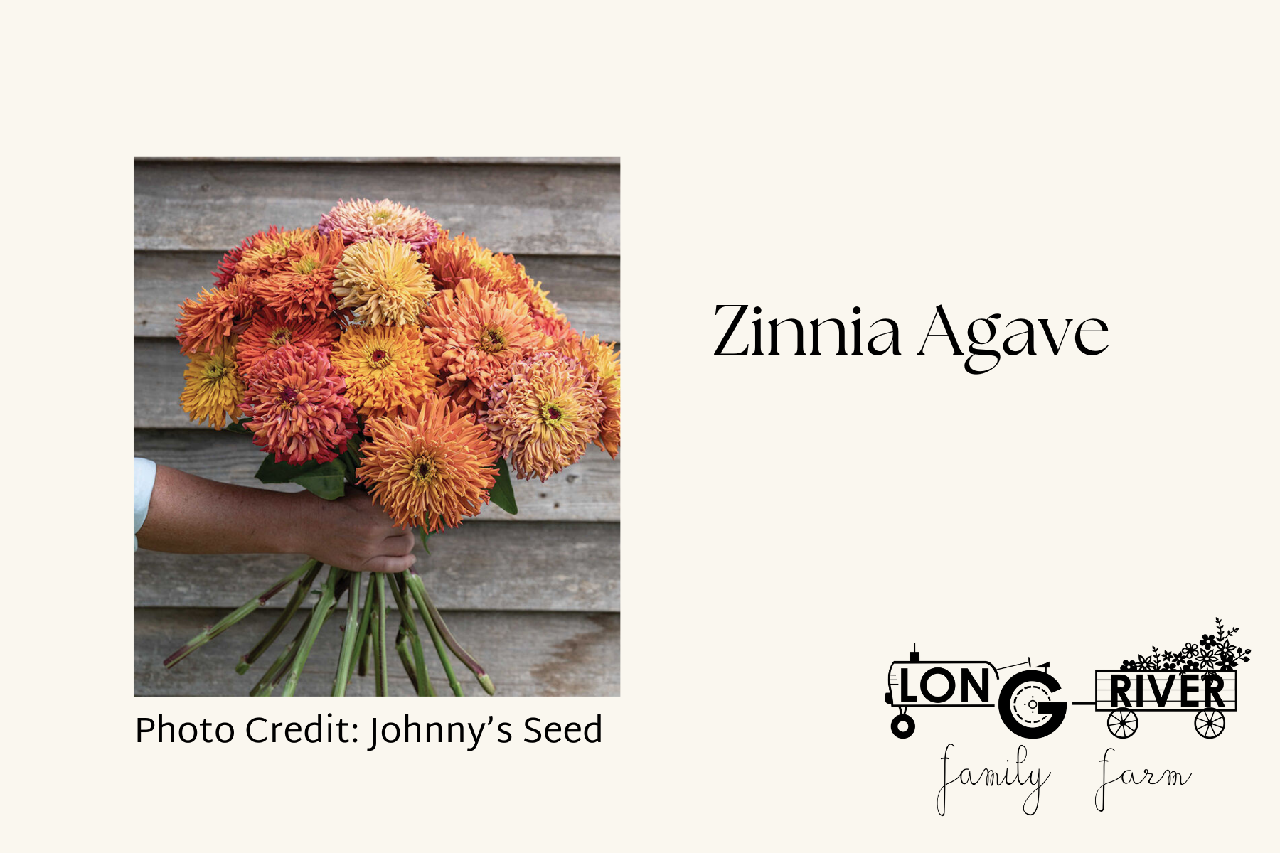 Zinnia Agave.png