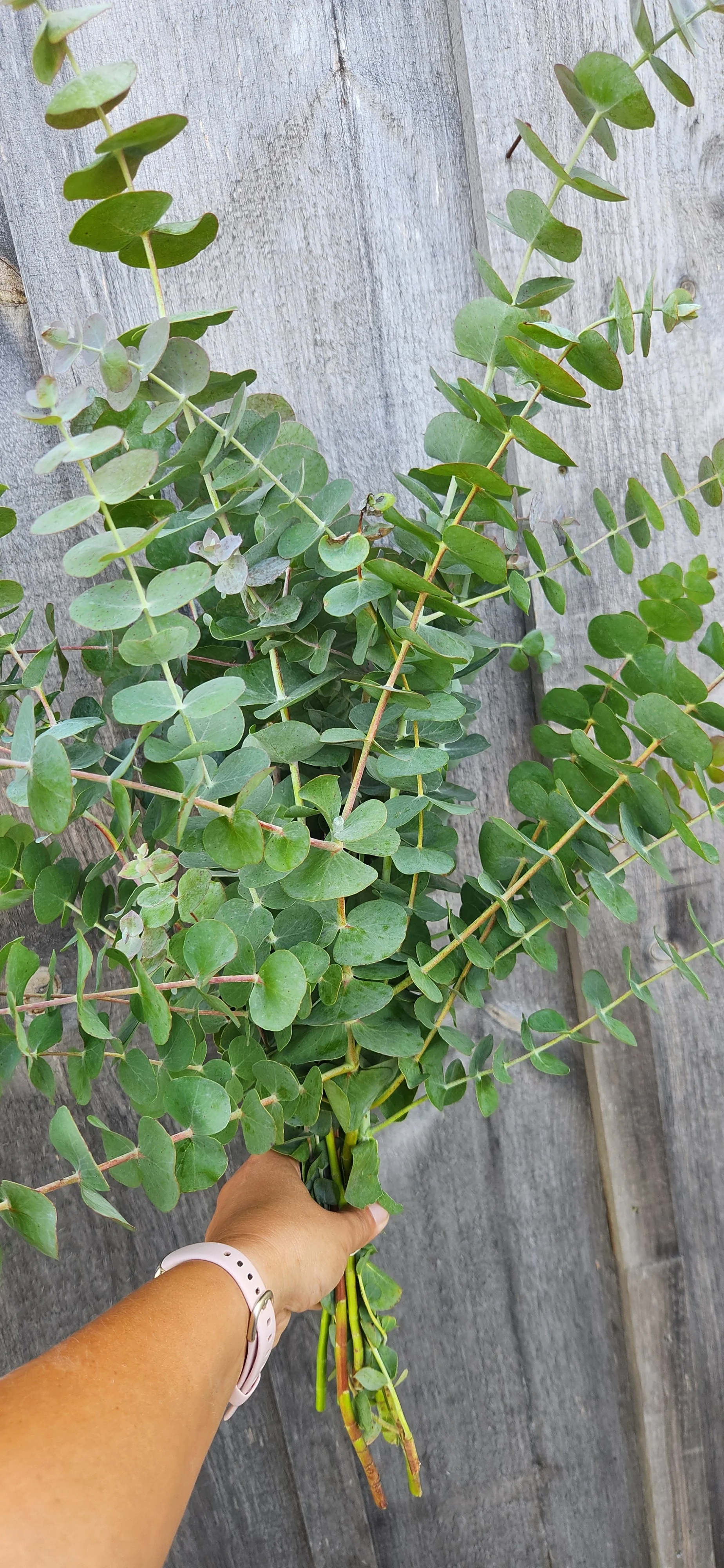 Eucalyptus - beautiful green foliage, fragrant and versatile