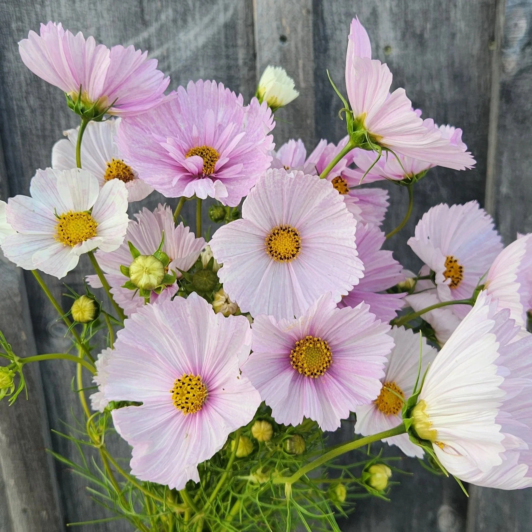 Cosmos Versailles Flush - beautiful light pink and white flower.