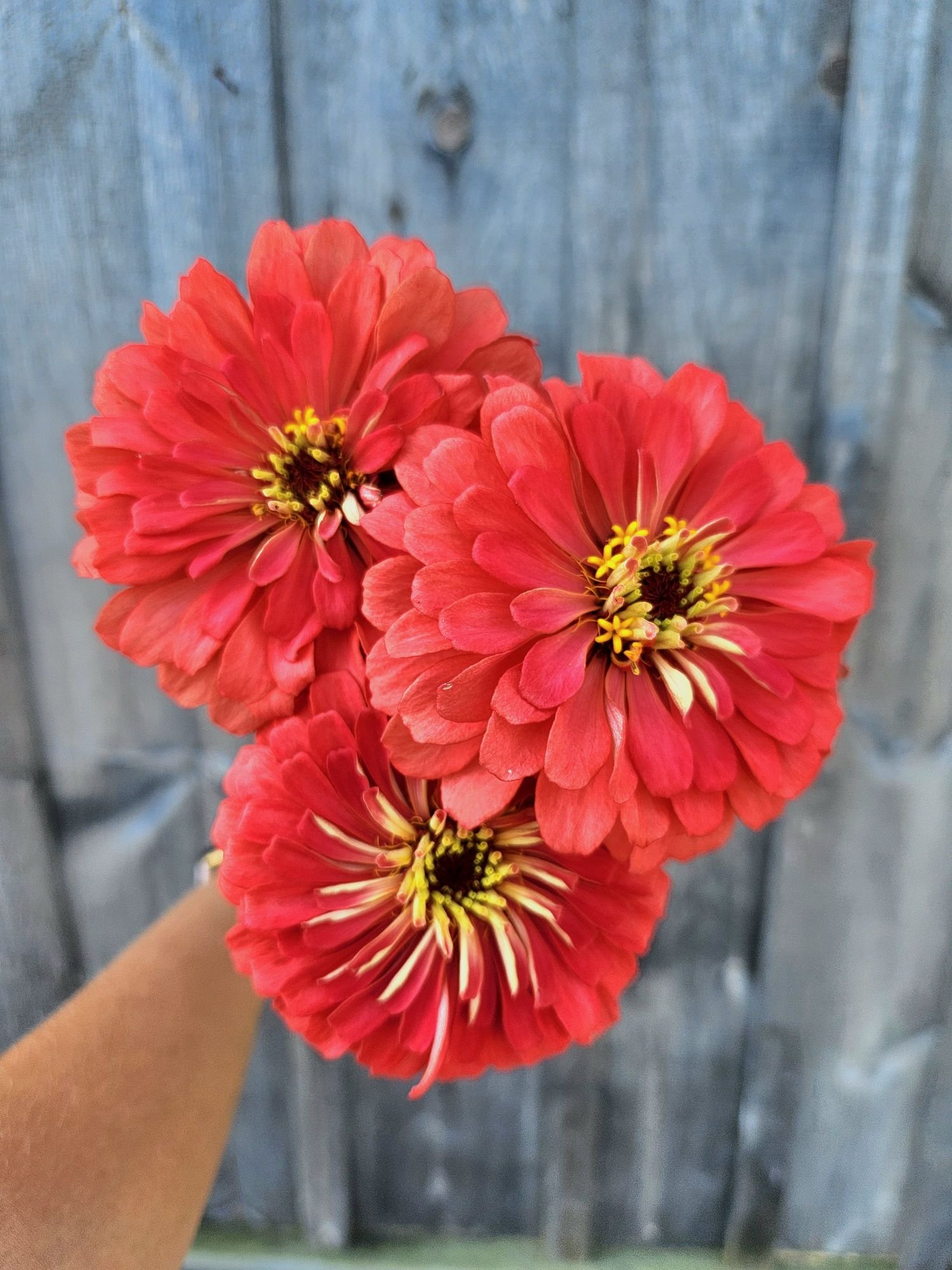 Zinnia benarys giant coral.jpeg