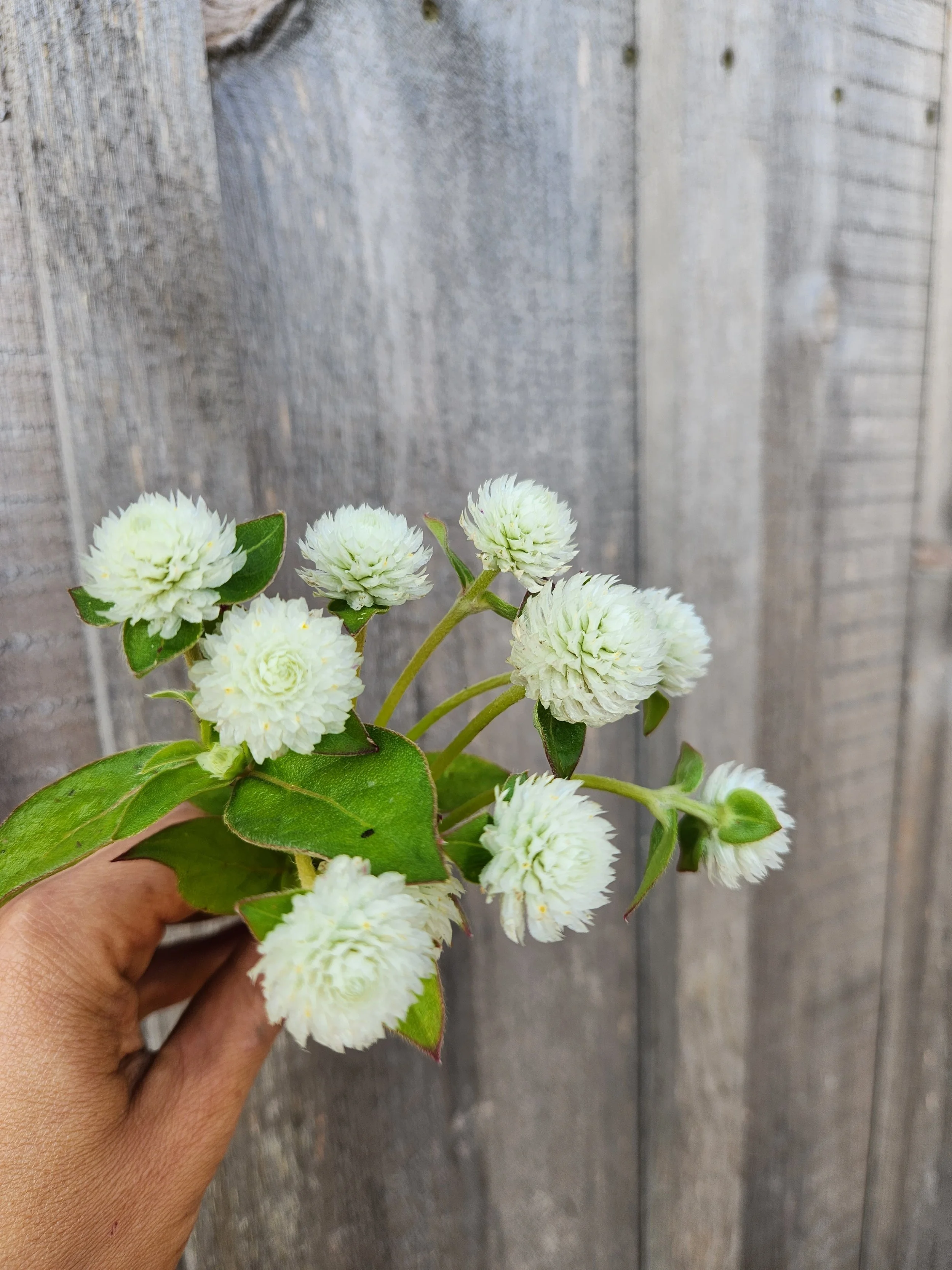 Gomphrena "Audray White" 6 pack