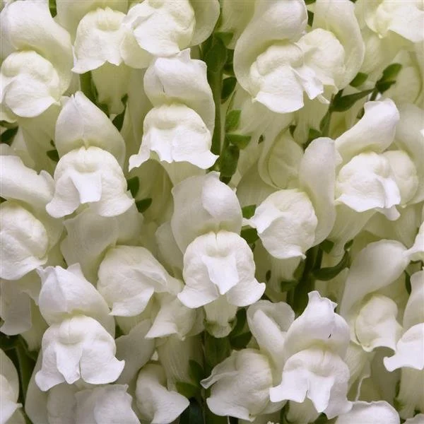 Snapdragon Potomac White.jpg