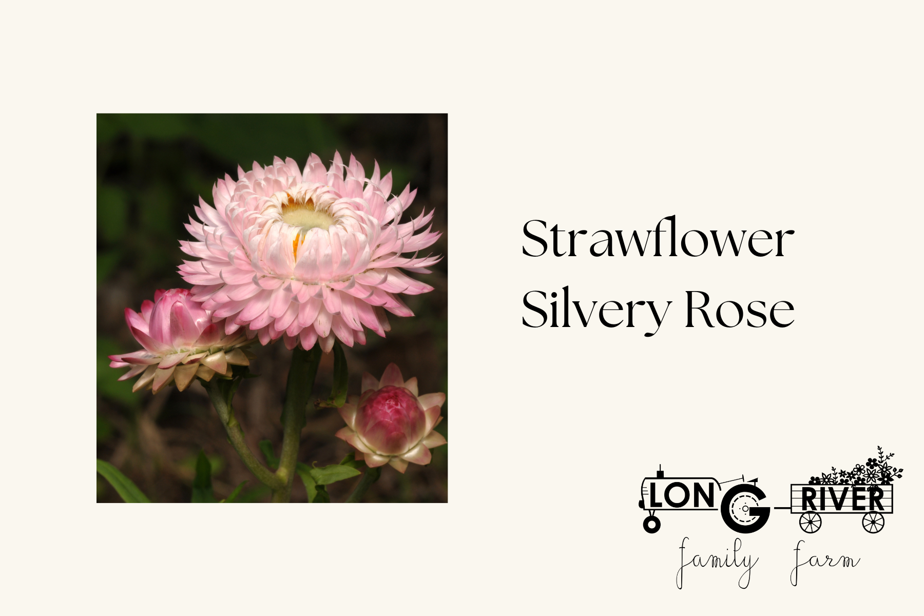 Strawflower Silvery Rose.png