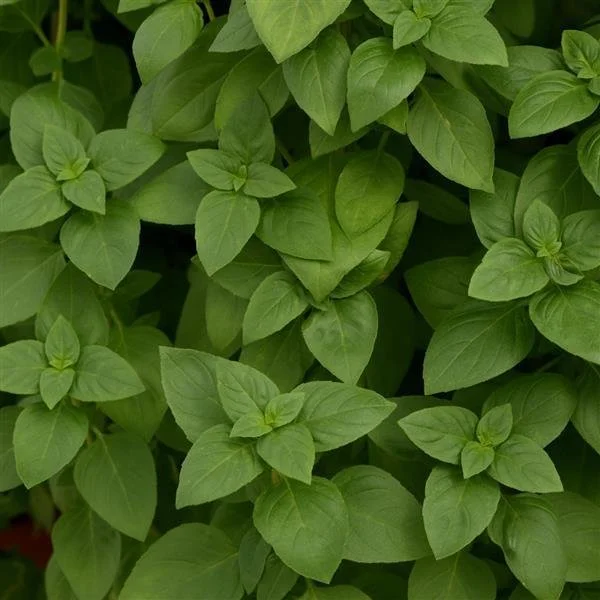 lemon basil.jpg