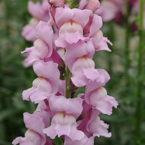 Snapdragons "Rocket Orchid" 6 pack