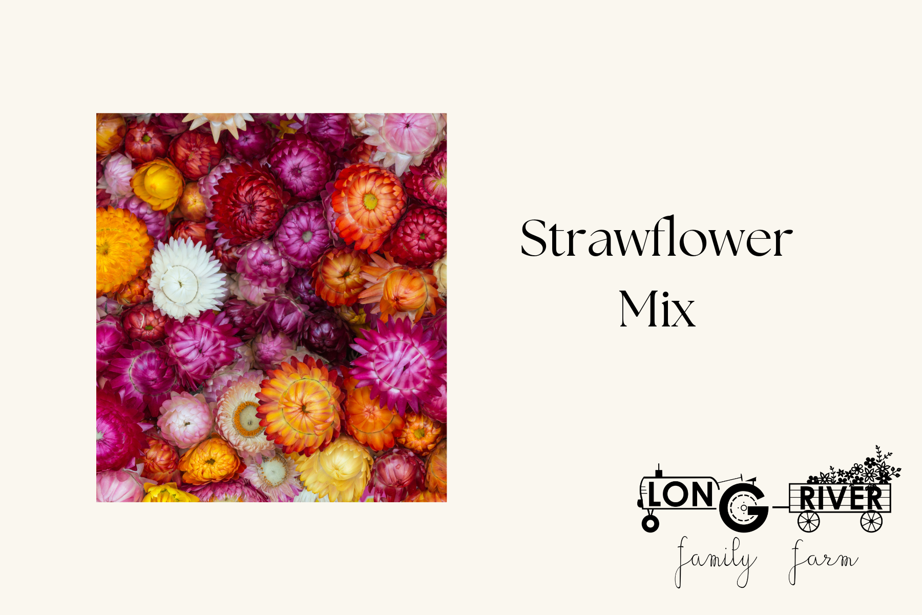 Strawflower mix 1.png