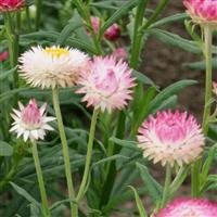 Strawflower "Silvery Rose" 6 pack