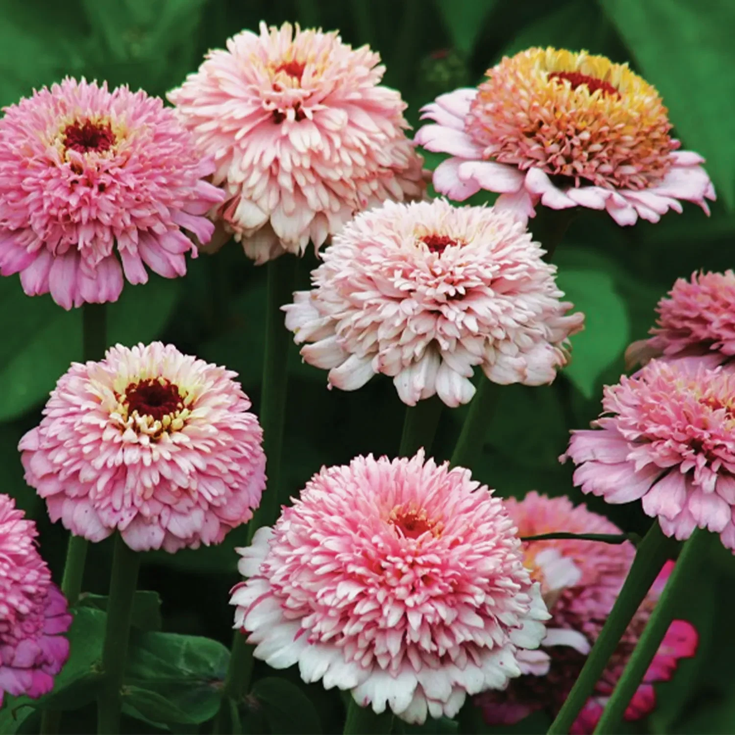 zinnia zinerella lilac.webp