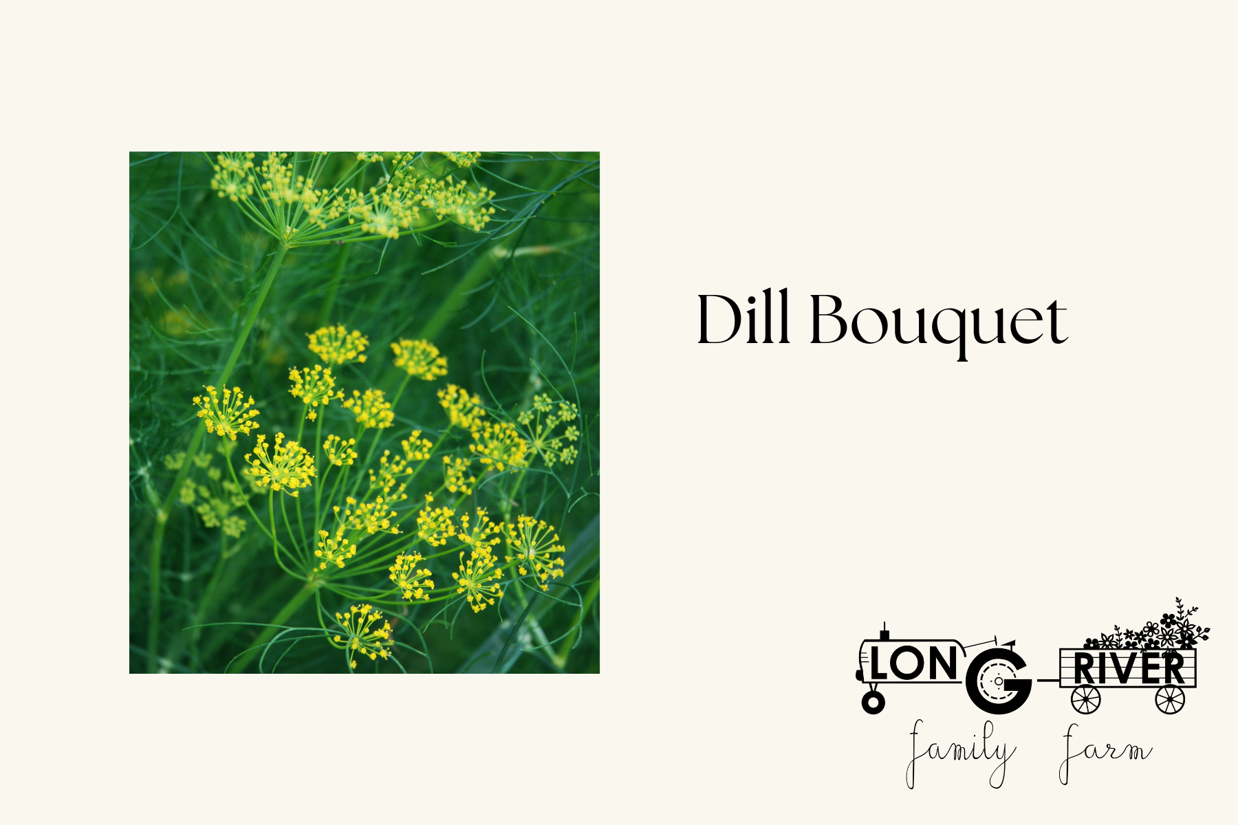 Dill "Bouquet" 6 pack