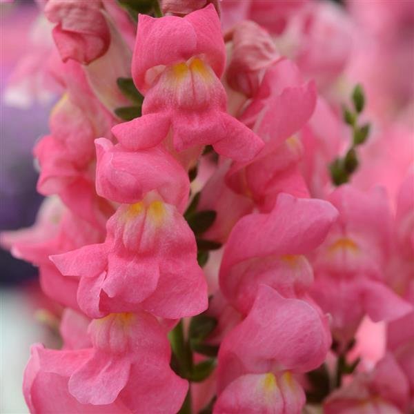 Snapdragons "Rocket Rose Shades" 6 pack