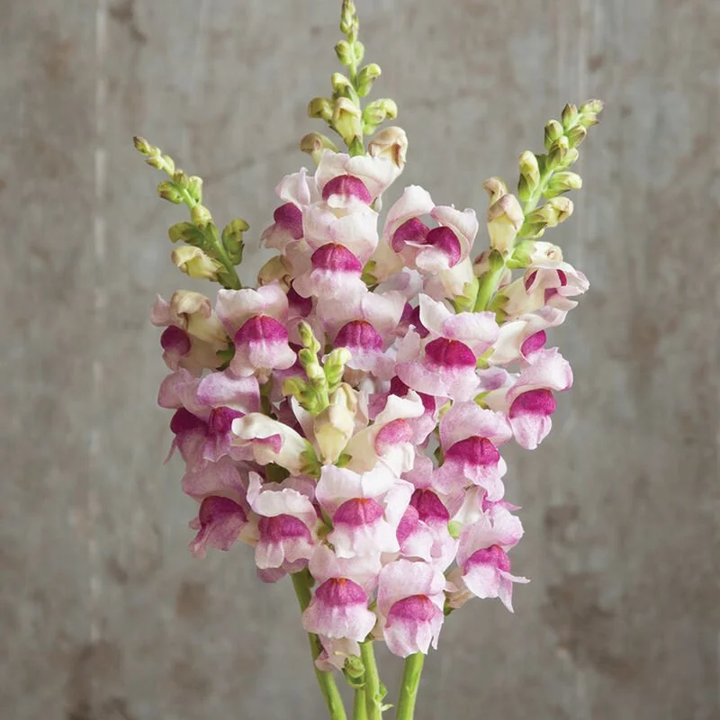 Snapdragon plumblossom photo by Johnny Seed. Beautiful purple and white spiked flower.