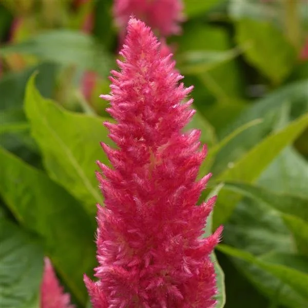 celosia sunday bright pink - photo courtesy of Johnny's Seed - beautiful bright pink plume