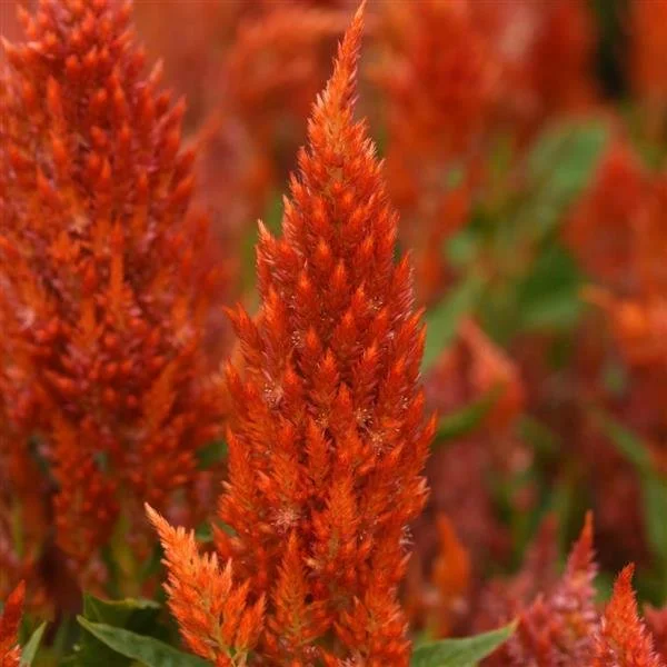 Celosia Sunday Orange - beautiful orange plume