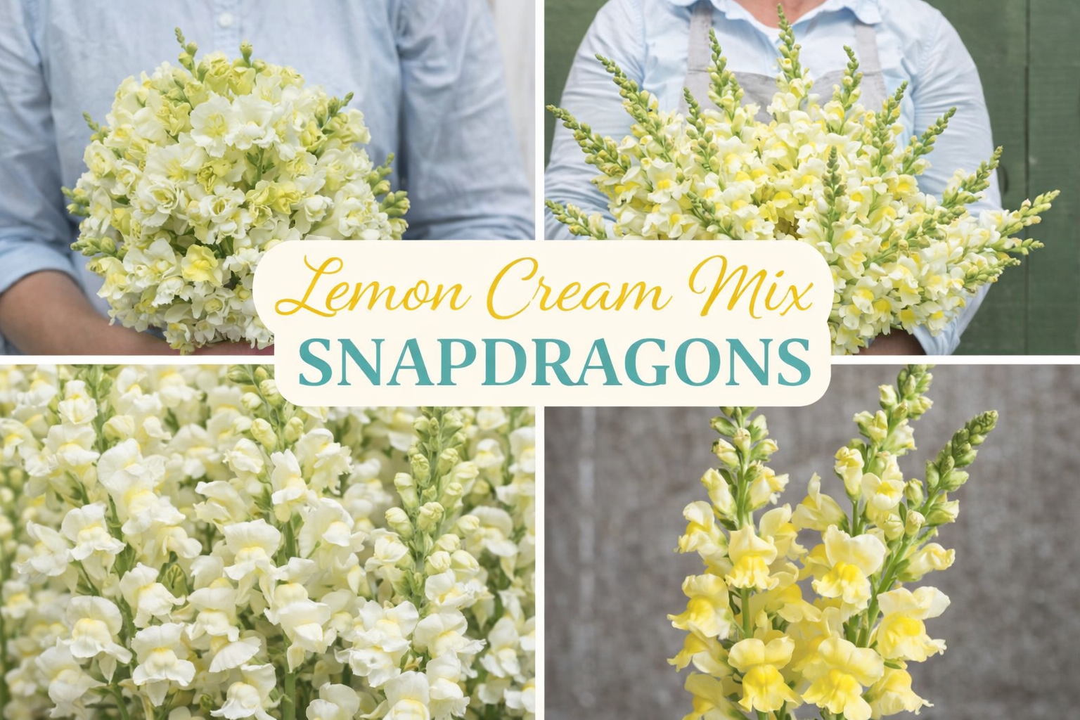 Snapdragons "Lemon Cream Mix" 6 pack