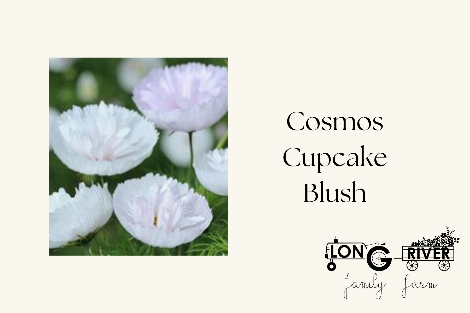 Cosmos Cupcake Blush 1.png