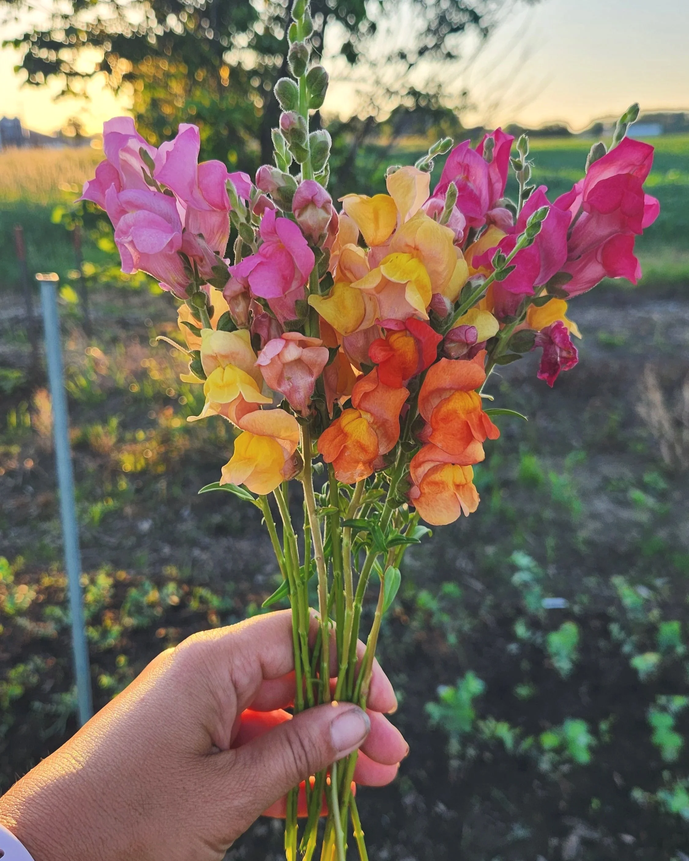 Snapdragons Early Sunrise Mix - orange, yellow, lavender, white, and pink spikes of flowers