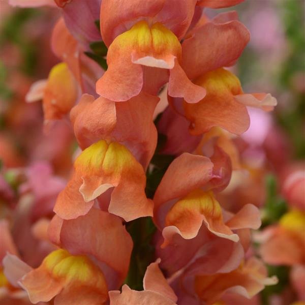 Snapdragons "Rocket Bronze" 6 pack
