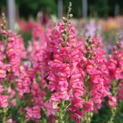 Snapdragon Cannes Rose picture from Johnny seed. Double snap, pink color on a tall spike.