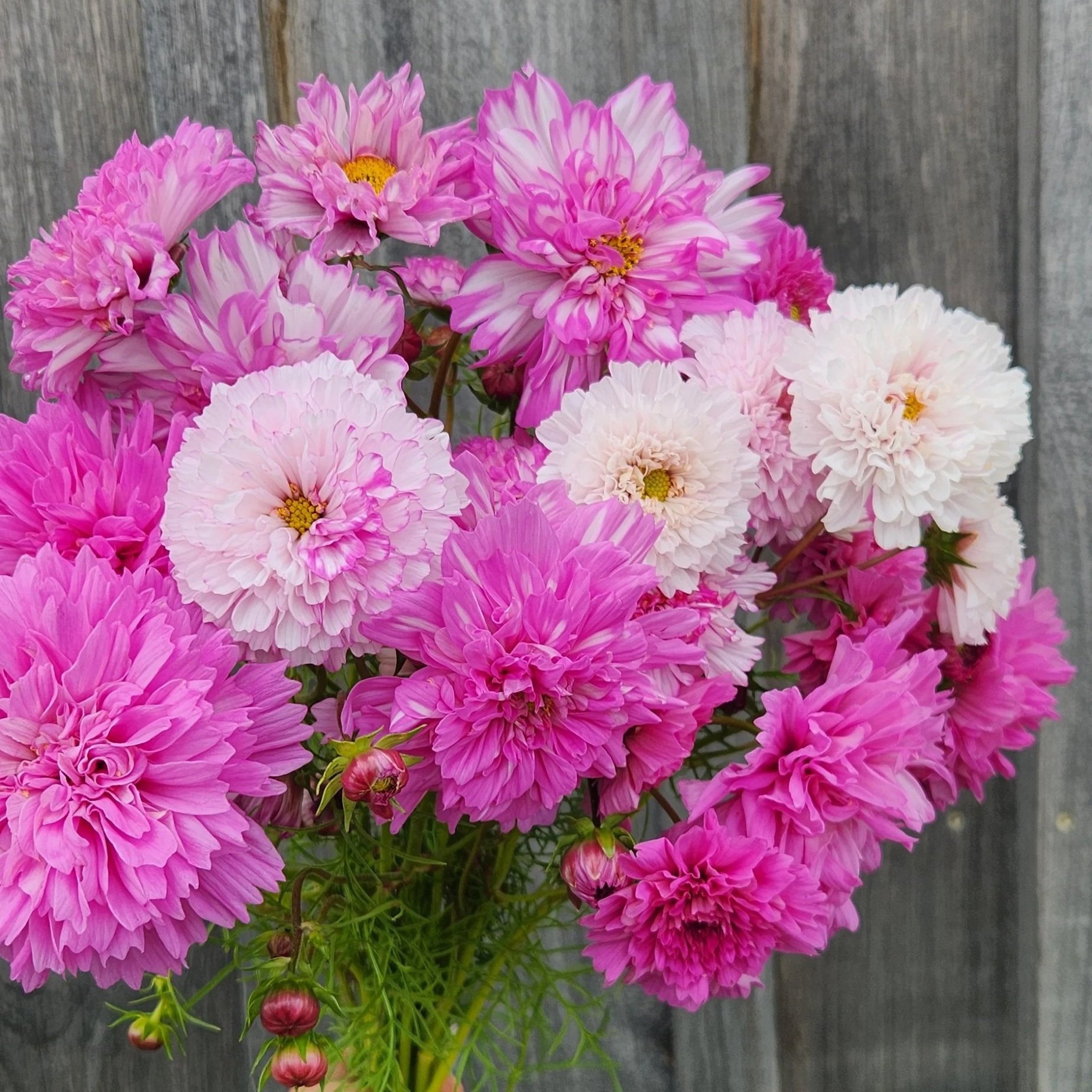Cosmos Double Click Bicolor Pink - White, pink, dark pink, and mixed white and pink flowers. Doubles, full and very romantic.