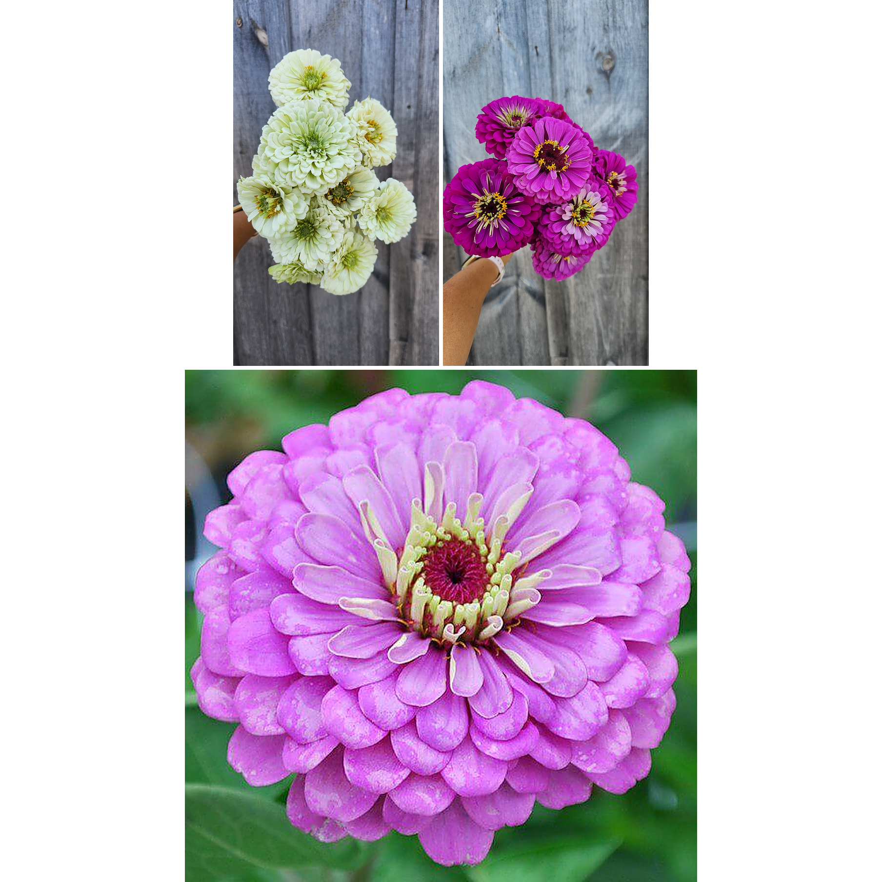 Zinnia "Blueberry Cream Mix" 6 pack