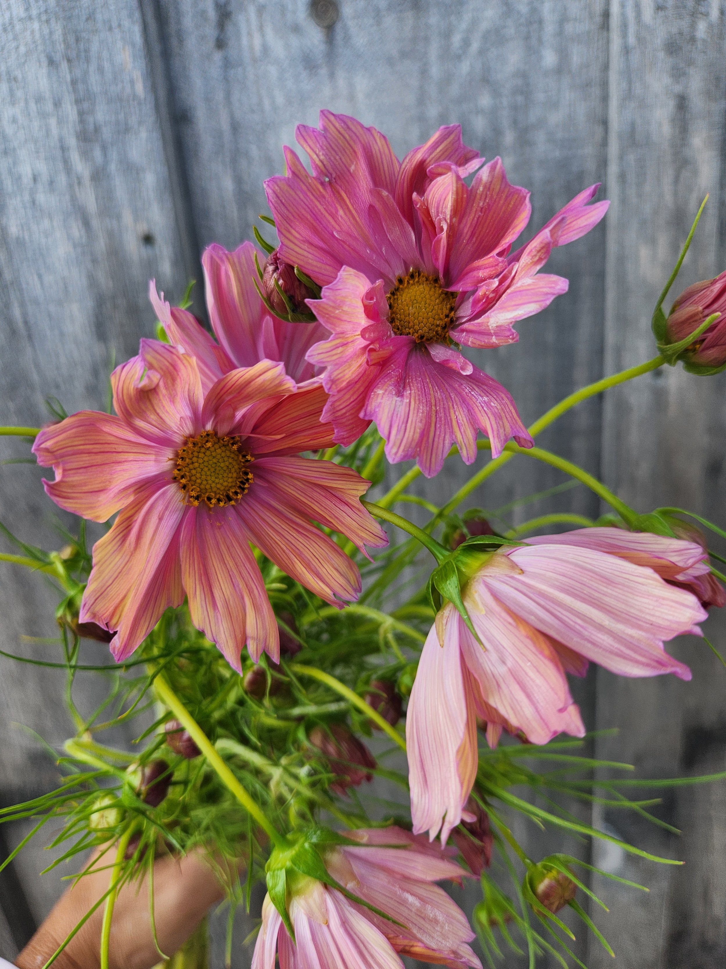 Cosmos "Apricotta" 6 pack