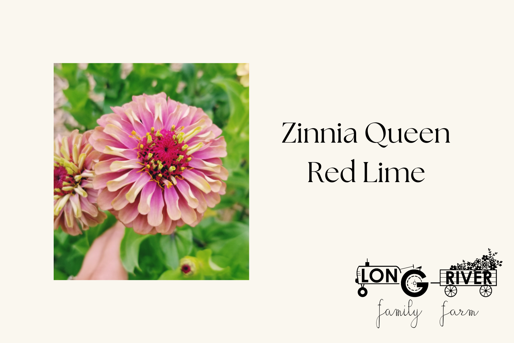 Zinnia Queen Lime Red.png