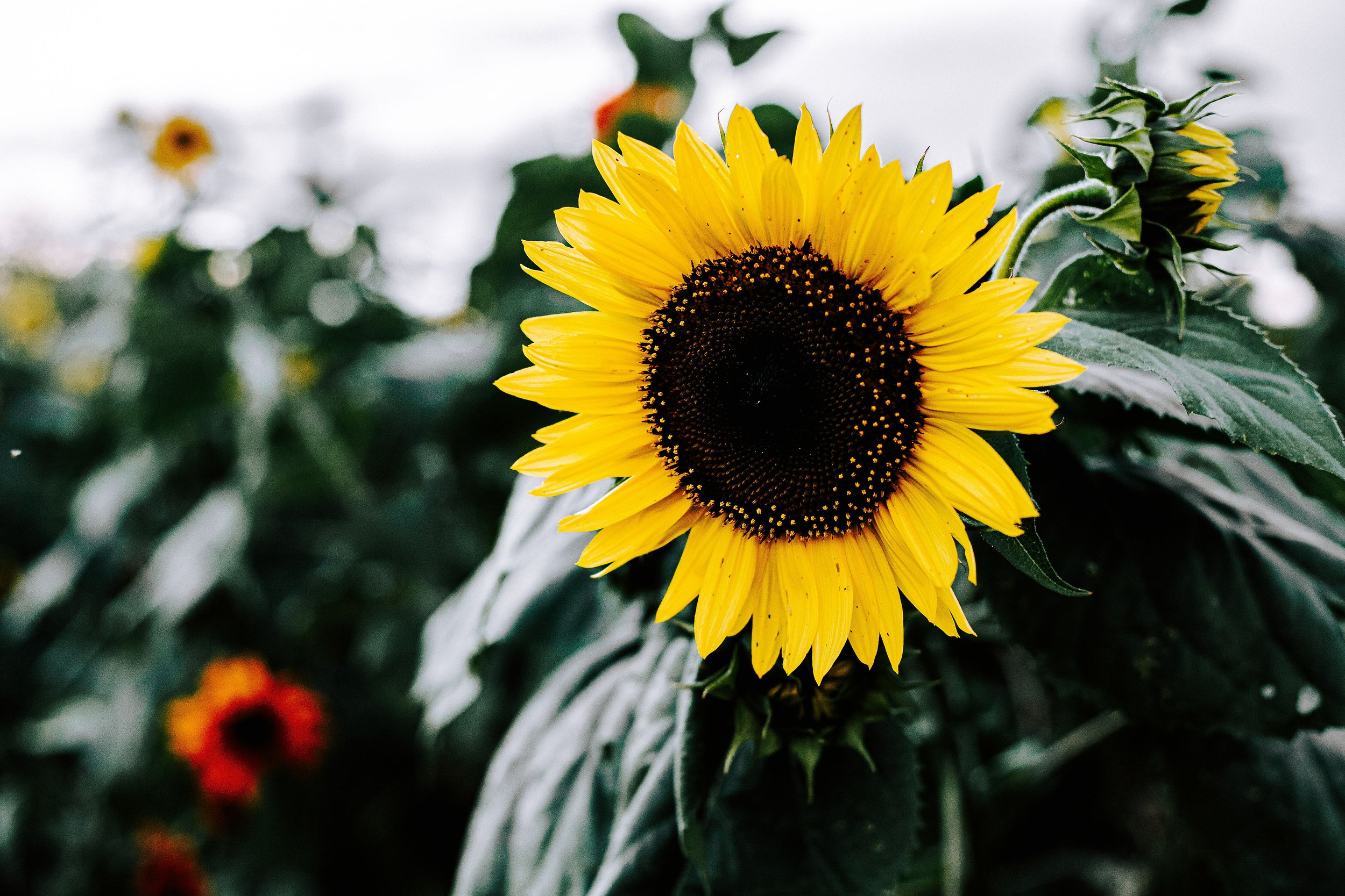 Transitioning Your Cut Flower Garden from Summer to Fall