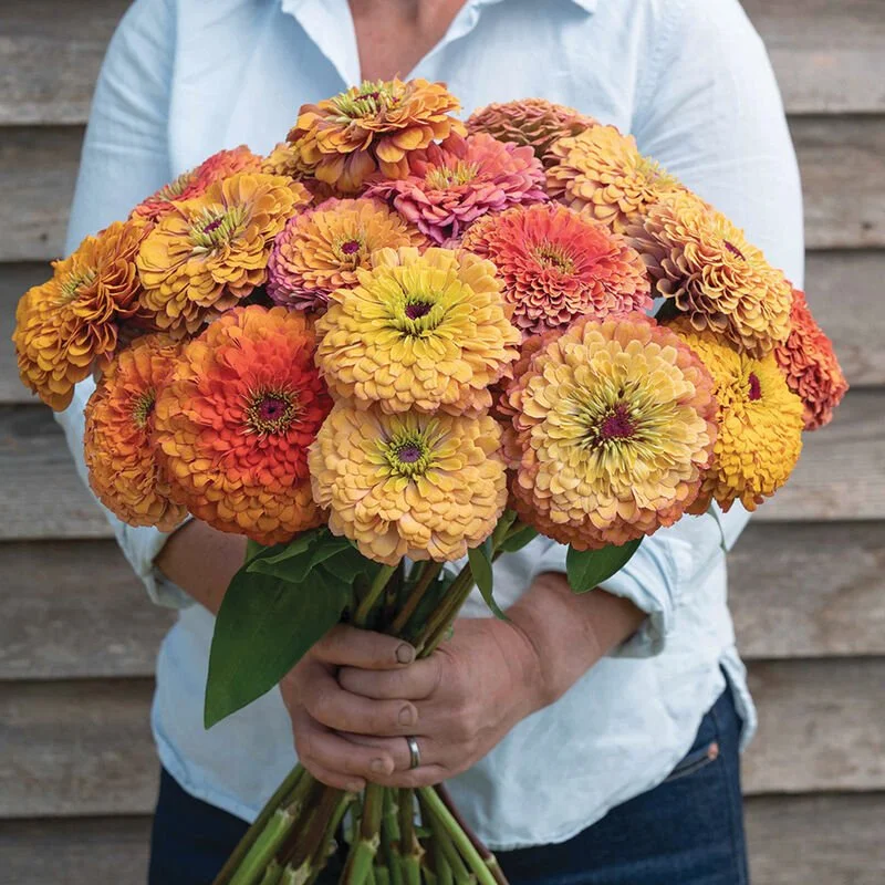 Zinnia "Aurora" - 6 pack