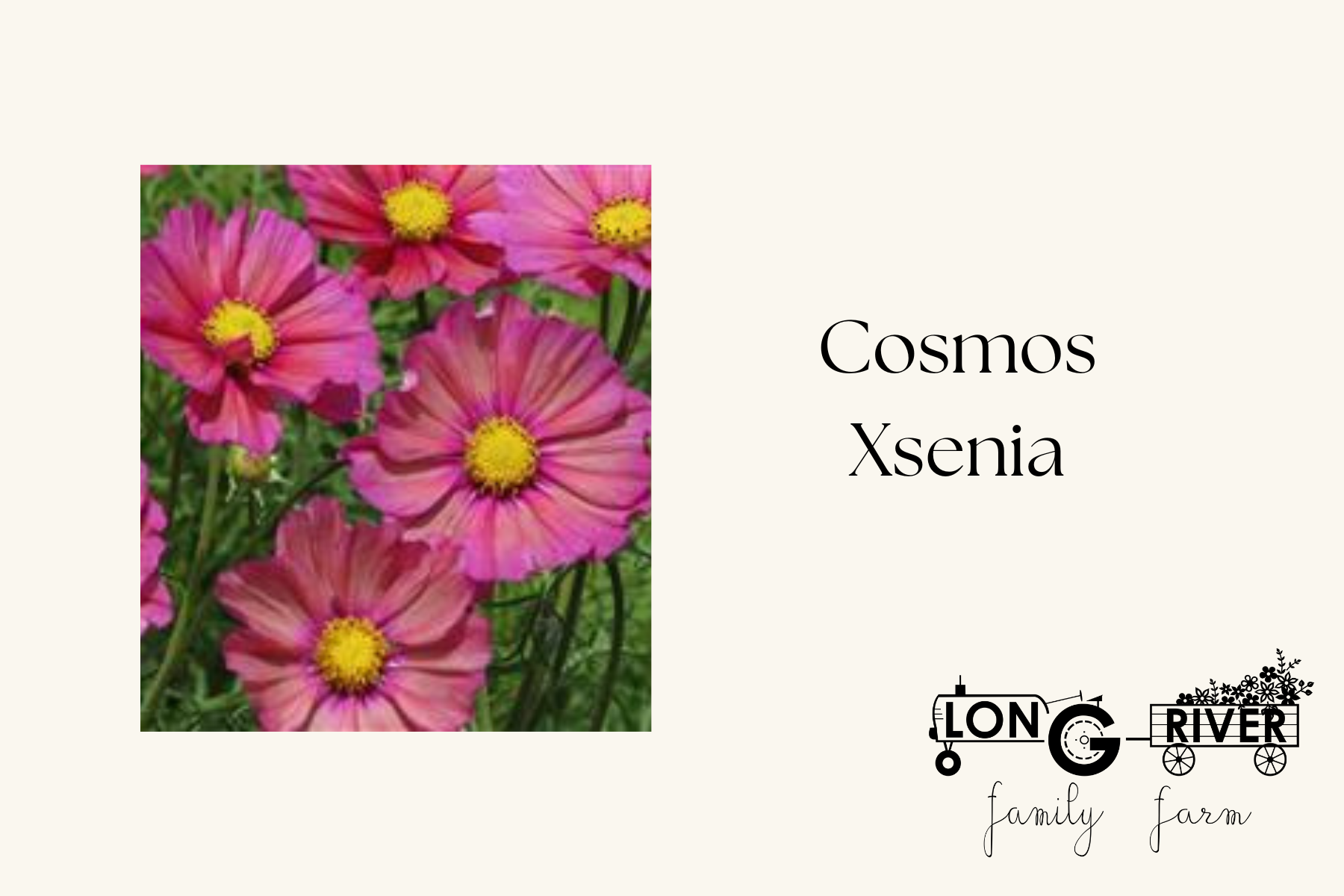 Cosmos xsenia 1.png