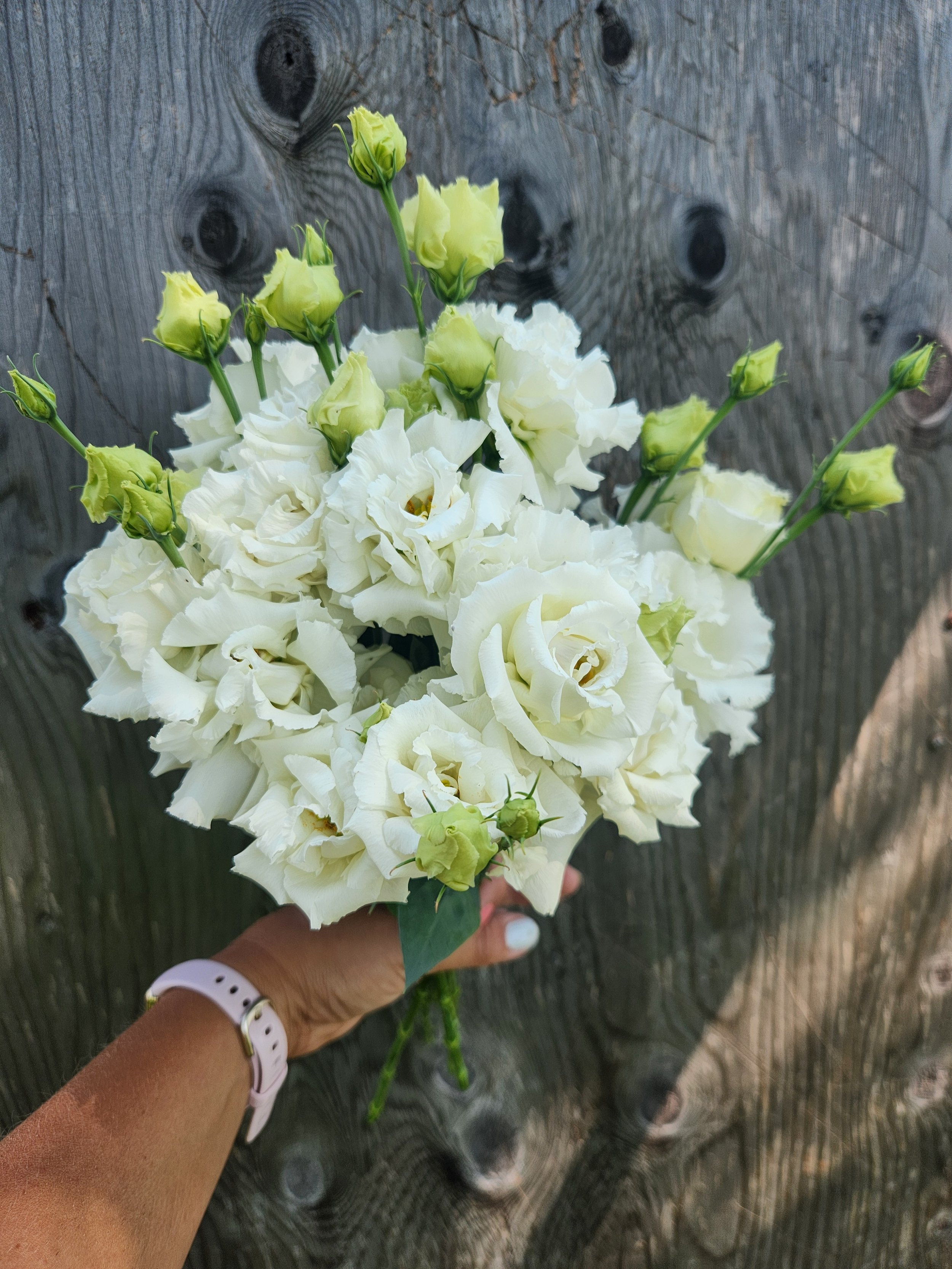 Lisianthus Voyage White Cut Flower Plants