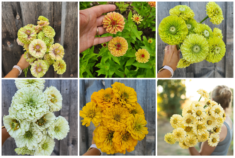 Zinnia "Lemon Cream Mix" 6 pack